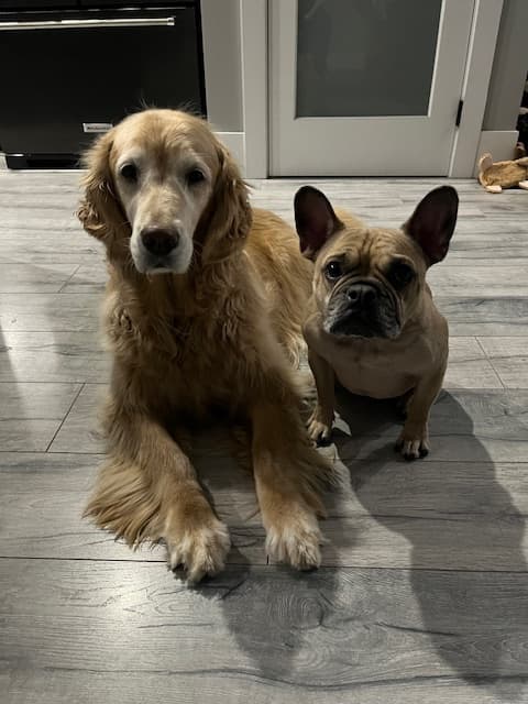 Rusty sitting with a golden retriever