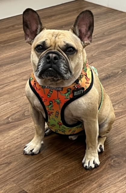 Rusty the French Bulldog wearing his orange harness
