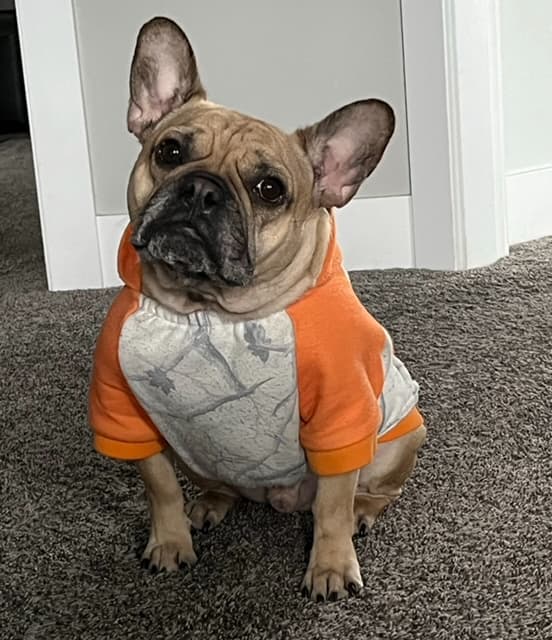 Rusty the French Bulldog sitting in an orange hoodie